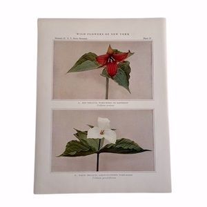 🌹 FREE w/purchase Antique Botanical Plant Print Original over 100 years old